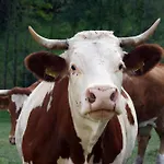 بيت للعطل Rinkenbachhof