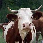 Nyaraló Rinkenbachhof Schenkenzell