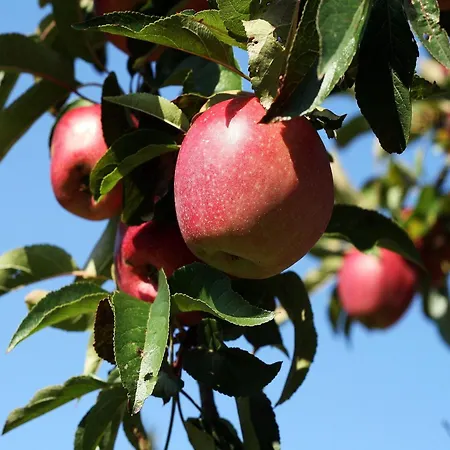 Rinkenbachhof 스첸켄젤